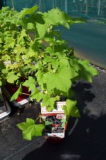 Ribes cassissima® Noiroma® Ribes cassissima® Noiroma® | Zwarte bes-Trosbes-Patersbes-Aalbes 30/40 P11