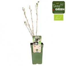Ribes nigrum Cassisima® Blackbells® Ribes nigrum Cassisima® Blackbells® | Zwarte bes-trosbes 30-35 C3
