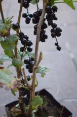 Ribes nigrum 'Ojebyn' 10 st. Ribes nigrum 'Ojebyn' 60-90  BW  10 stuks  | Zwarte bes-Trosbes-Aalbes