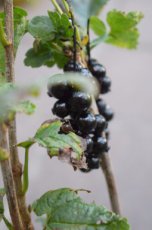 Ribes nigrum 'Silvergieters Zwarte' 60/90 BW 10 stuks | Zwarte bes-Trosbes-Patersbes-Aalbes