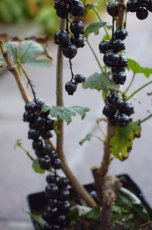 Ribes nigrum 'Titania' 30/40 P11 Ribes nigrum 'Titania' | Zwarte bes-Trosbes-Patersbes-Aalbes 30/40 P11