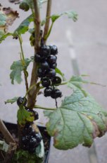 Ribes nigrum 'Wellington' 60-90 BW 10 stuks |  Zwarte bes-Trosbes-Patersbes-Aalbes