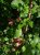 Ribes nidigrolaria 'Josta' 30/40 P11 Ribes nidigrolaria 'Josta' | Jostabes 30/40 P11