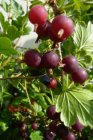 Ribes nidigrolaria 'Josta' | Jostabes 30/40 P11