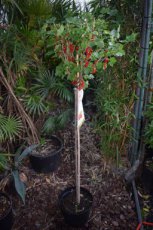 Ribes rubrum 'Jonkheer van Tets | Rode trosbes-Aalbes  80-100 C4 Stam