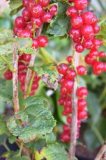 Ribes rubrum 'Rovada' | Rode bes-Trosbes-Aalbes  30/40 C2
