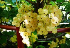 Ribes rubrum 'Werdavia' 25/30  C3 Ribes rubrum 'Werdavia' | Witte trosbes 25/30 C3