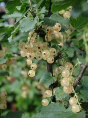 Ribes rubrum 'Witte Parel' 20/30 C2 Ribes rubrum 'Witte Parel' | Witte trosbes-Aalbes  30/40 C2