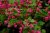 Ribes sanguineum 50/60 C Ribes sanguineum |GESCHIKT LAGE HAAG| Siertrosbes 50-60 C