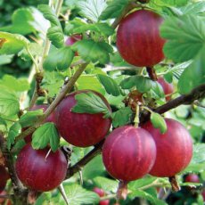 Ribes uva-crispa 'Captivator' 30/40 P11 Ribes uva-crispa 'Captivator' | Doornloze rode kruisbes-Stekelbes 30/40 P11