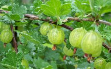 Ribes uva-crispa 'Hinnonmaki Gul' | Groene kruisbes-Stekelbes 30/40 P11