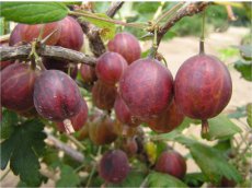Ribes uva-crispa 'Hinnonmaki Red' 30/40 P11 Ribes uva-crispa 'Hinnonmaki Red' | Rode kruisbes-Stekelbes 30/40 P11