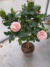 Rosa 'Lady Meillandina' - stam 20 cm | Dwergroos 25-30 C3