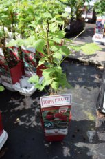Rubus idaeus 'Autumn First'® | Rode herfstframboos 30/40 C