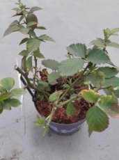 Rubus frut. 'Lucky Berry'® 30/40 C5 Rubus fruticosus 'Lucky Berry'® - 4 maanden lang vruchten! | Braambes 30/40 C5
