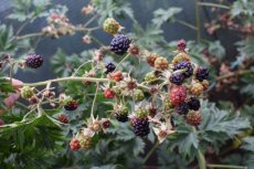Rubus fruticosus 'Chester Thornless' | Doornloze braambes 20/30 C