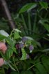 Rubus idaeus 'Glen Coe' 30/40 C Rubus idaeus 'Glen Coe' | Doornloze paarse zomerframboos 30/40 C