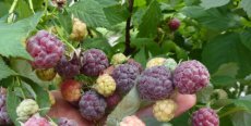 Rubus idaeus 'Glen Coe' | Doornloze paarse zomerframboos 30/40 C