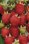 Rubus idaeus 'Heritage' | Rode herfstframboos 30/40 C