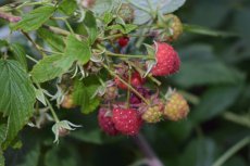 Rubus idaeus 'Schönemann' | Rode zomerframboos 30/40 C