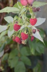 Rubus idaeus 'Tullameen' 30/40 C Rubus idaeus 'Tullameen' | Rode zomerframboos 30/40 C