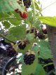 Rubus loganobaccus x laciniatus x idaeus 30/40 C Rubus loganobaccus x laciniatus x idaeus | Boysenbes-Boysenberry  30/40  C