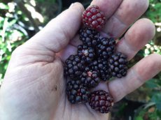 Rubus loganobaccus x laciniatus x idaeus | Boysenbes-Boysenberry  30/40  C