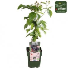 Rubus 'Navaho Big and Early'® 20/25 P13 Rubus 'Navaho Big and Early'®  | Doornloze braambes 20-25 P13