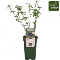 Rubus 'Navaho Big and Early'® 30/40 P19 Rubus 'Navaho Big and Early'®  | Doornloze braambes 30-40 P18