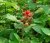 Rubus phoenicolasius 30/40 C Rubus phoenicolasius | Japanse wijnbes 30/40 C