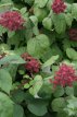 Rubus phoenicolasius 30/40 C Rubus phoenicolasius | Japanse wijnbes 30/40 C