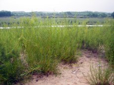 Salix cinerea 25 st. 60-90  BW  |  GRAUWE WILG