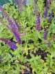 Salvia nemorosa ‘Blaukönigin’ 50 P9 Salvia nemorosa ‘Blaukönigin’(=blue queen) | Bossalie 50 P9