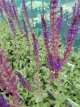Salvia nemorosa ‘Caradonna’ 50 P9 Salvia nemorosa ‘Caradonna’ | Salie 45 P9