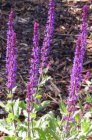 Salvia nemorosa ‘Caradonna’ | Salie 45 P9