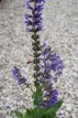 Salvia nemorosa ‘Mainacht’ 40 P9 Salvia nemorosa ‘Mainacht’ | Salie 40 P9