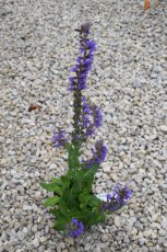 Salvia nemorosa ‘Mainacht’ | Salie 40 P9