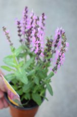 Salvia nemorosa ‘Rose Queen’ | Salie 50 P9