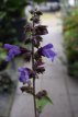 Salvia officinalis ‘Berggarten’ Salvia officinalis ‘Berggarten’ | Breedbladige salie 40 P9