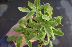Salvia officinalis ‘Icterina’ (= ‘Aurea’) Salvia officinalis ‘Icterina’ (= ‘Aurea’) | Echte salie 50 P9