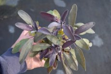 Salvia officinalis ‘Purpurascens’ 50 P9 Salvia officinalis ‘Purpurascens’ | Echte salie 50 P9