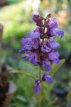 Salvia officinalis Salvia officinalis | Salie 60 P9
