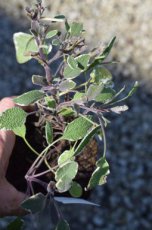 Salvia officinalis ‘Tricolor’ 50 P9 Salvia officinalis ‘Tricolor’ | Echte salie 50 P9