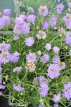 Scabiosa columbaria ‘Butterfly Blue’ Scabiosa columbaria ‘Butterfly Blue’ | Duifkruid 30 P9