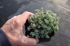Sedum spathulifolium ‘Cape Blanco’ | Vetkruid 10 P9