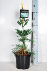 Sequoiadendron giganteum ‘Glaucum’ | Mammoetboom 50-60 C5