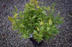 Shibataea kumasaca (Sasa ruscifolia)   20-30  C2  | DWERGBAMBOE