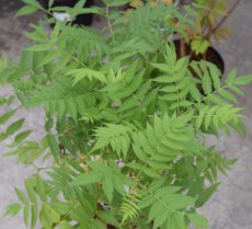 Sorbaria sorbifolia 25 st. 40-60  BW  |  LIJSTERBESSPIREA