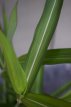 Spodiopogon sibiricus 120 P9 Spodiopogon sibiricus | Siberisch siergras 120  P9