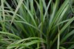 Stipa calamagrostis P9 Stipa calamagrostis | Vedergras 80  P9